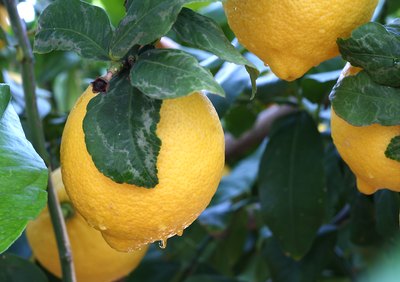 watered lemon tree