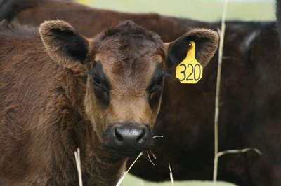 American Kobe calf