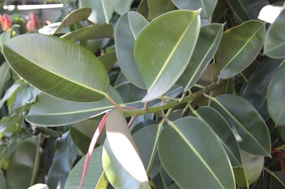 Ficus robusta requires moist soil.