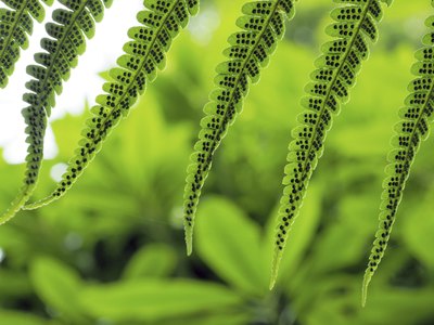 Sporangia form on the underside of fern leaves.