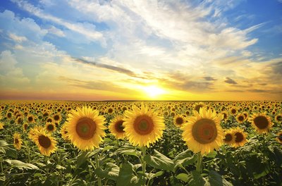 Sunflowers at dusk.