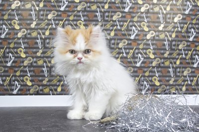 Teacup Persian.