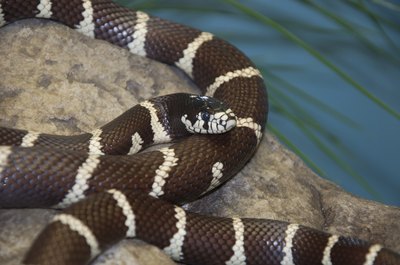 A California king snake.