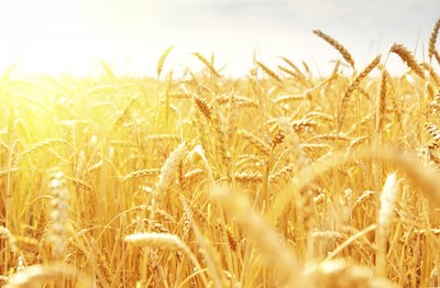 Wheat field