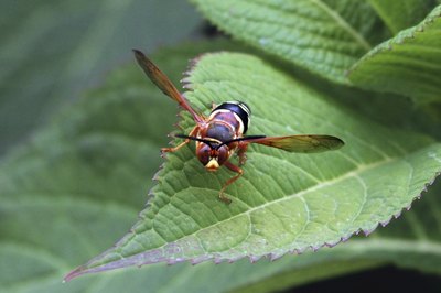 Close-up of a cicada killer wasp on a leaf
