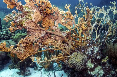 Fire coral is dangerous.
