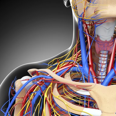 3D rendering of circulatory system including ventricles.