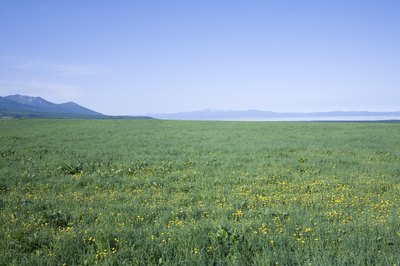 large grass field