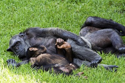 family of chimpanzees resting on the grass
