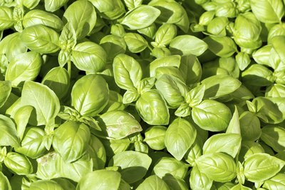Green basil plants.