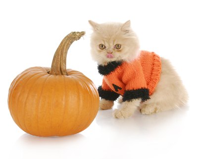 Persian kitten.