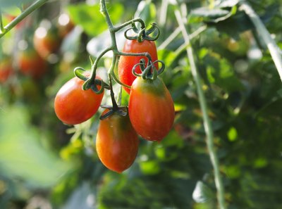 tomatos with curled leaves