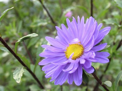 The blossom of a silky aster plant.