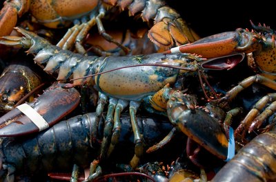 Live lobsters caught in Maine