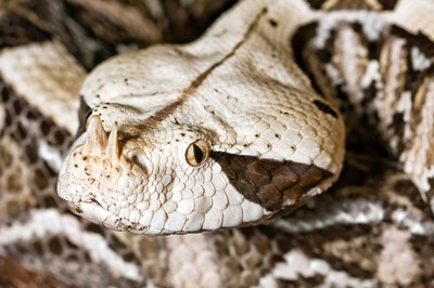 A close-up of a gaboon viper