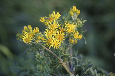 The yellow flowers of a prairie ragwort plant.