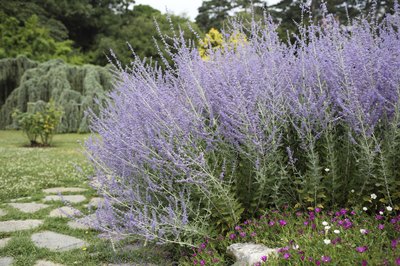 Russian sage flowers