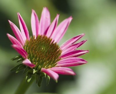 Echinacea
