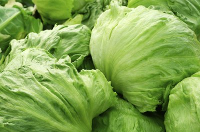 Heads of iceberg lettuce.