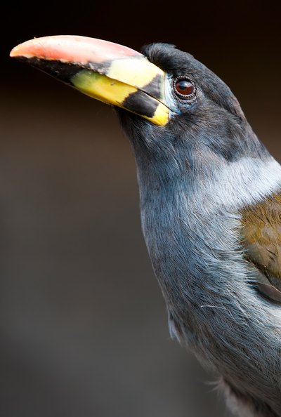A Grey-breasted mountain toucan