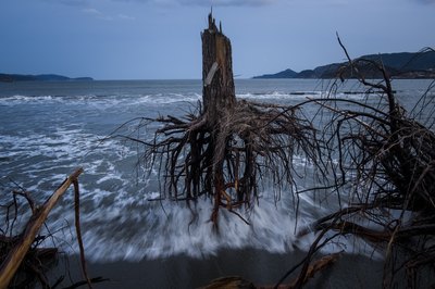Powerful waves uproot trees near the shoreline.