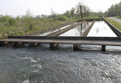 Large raceway for trout fish farming