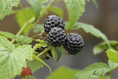 Close-up of Bristol raspberries.