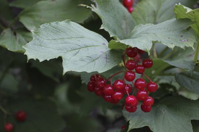 Red berries on a Viburnum obovatum bush.