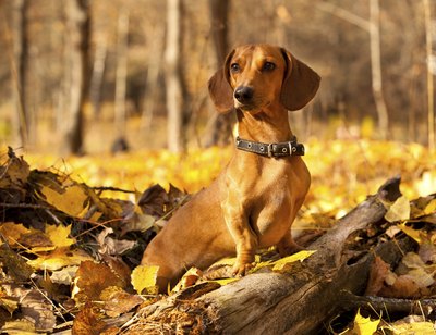 Miniature dachshund in forest.