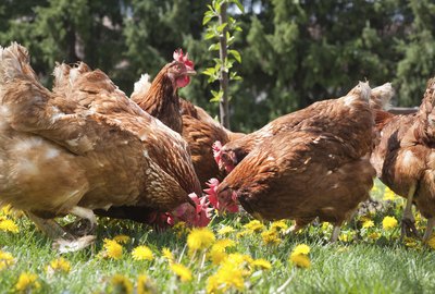 Commercial Chicken Farming