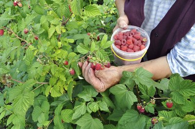 Woman picking raspberries.