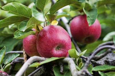 Apples grow on a branch.