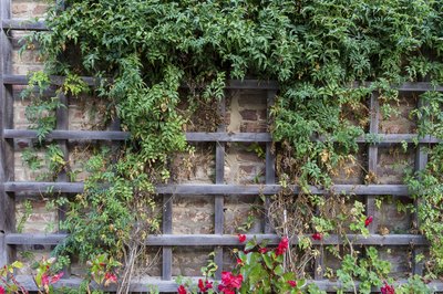 Climbing plants are ornamental as well as functional, providing beauty and coverage.