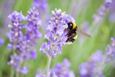 Close-up of bumblebee on English lavender plant.
