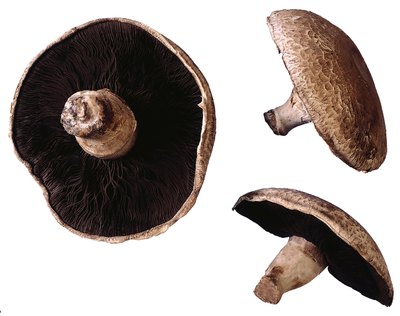 mushrooms