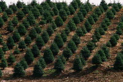 Reforestation