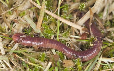Earthworm on top of grass