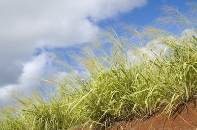 Know what type of soil you have.