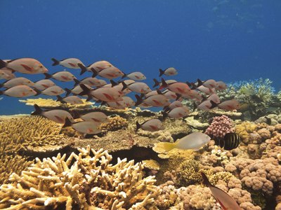 School of fish in the great barrier reef