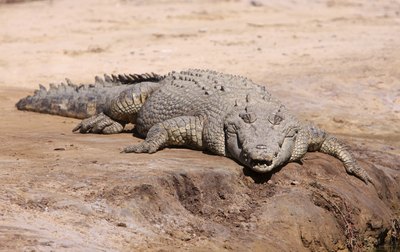 large saltwater crocodile