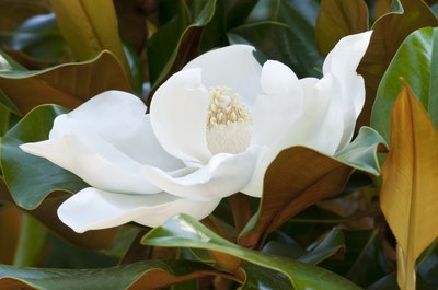 A white magnolia.