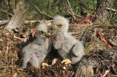 young eagles in nest