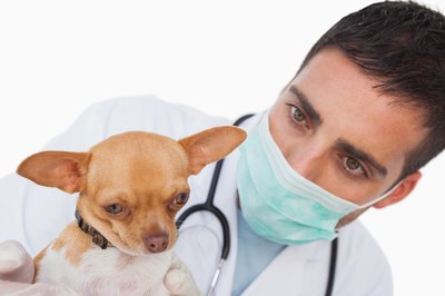 Veterinarian with dog.