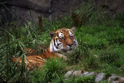 resting tiger in natural habitat