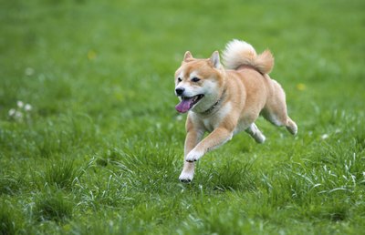A shiba inu leaping through the park.