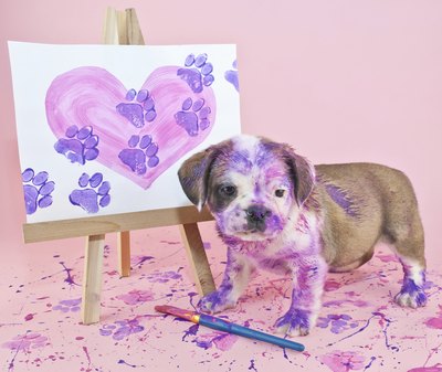 Even with non-toxic paints, limit paint to the paws for easier cleanup.