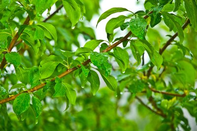 Close-up of apricot tree branches.
