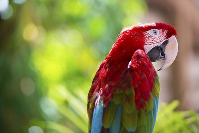parrots occasionally journey from the canopy to the shrub layer
