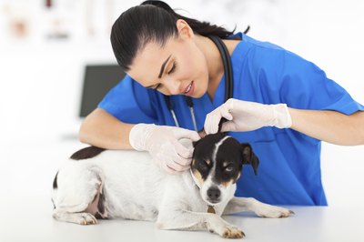 veterinarian with dog