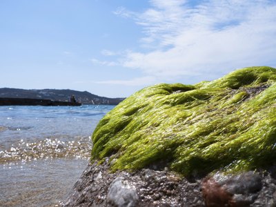 Grass browning on rock